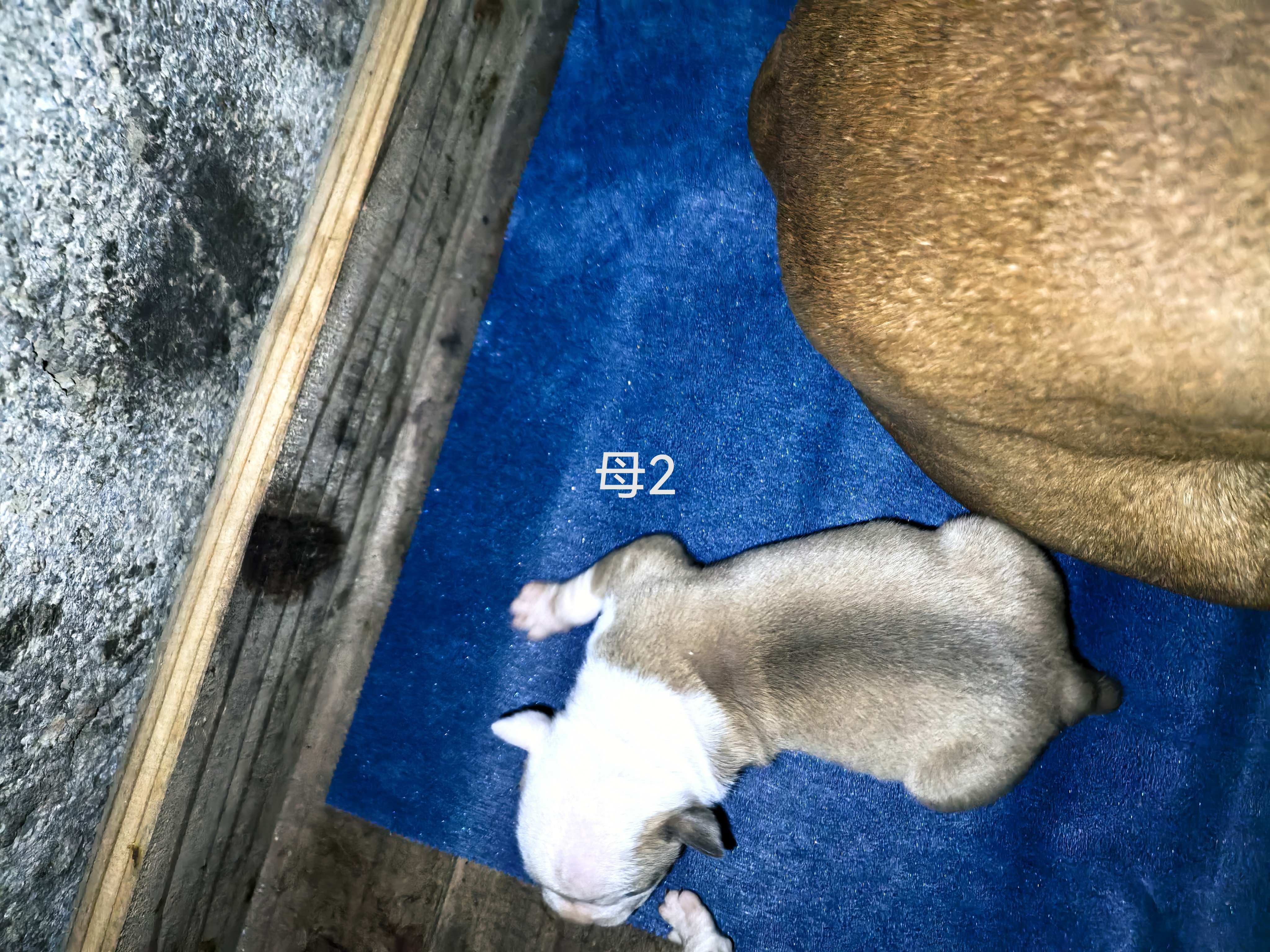 斯塔福幼犬